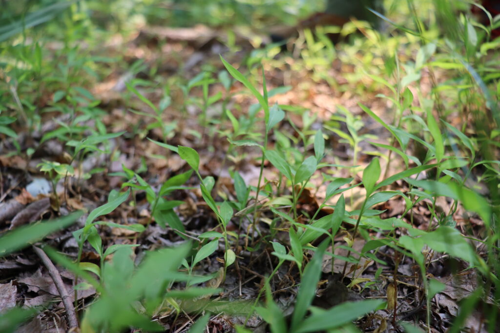 Close up on grass growing on brown ground.