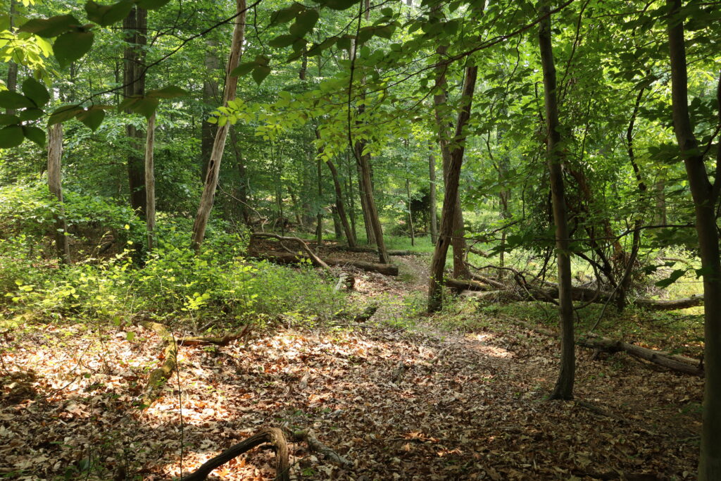 Picture of young forest in CERA.