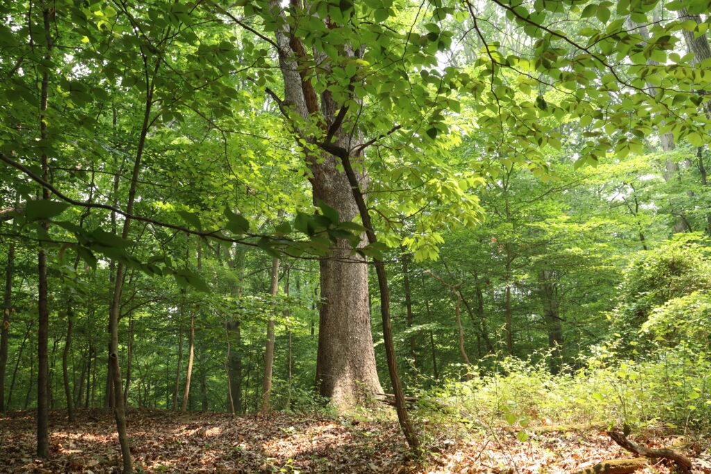 Image of mature tree among younger trees in CERA.