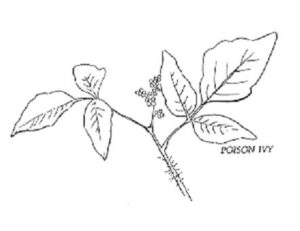 Illustration of poison ivy plant in black and white.