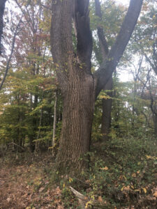 Large tulip poplar tree.