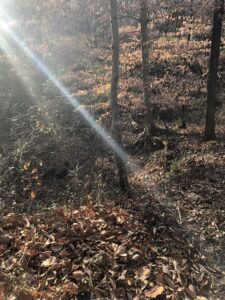 Small stream in a forest in the fall.